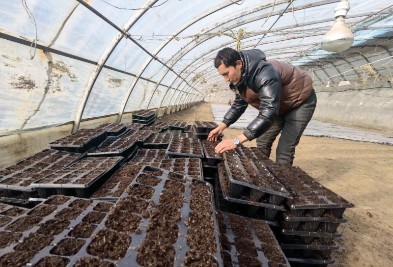 工人正在有条不紊地拌肥、抹盘、点盘、摆盘