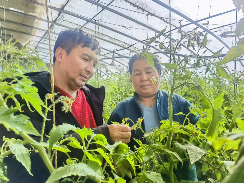 墨玉县农业技术推广中心干部深入田间地头，传授蔬菜管理种植技术