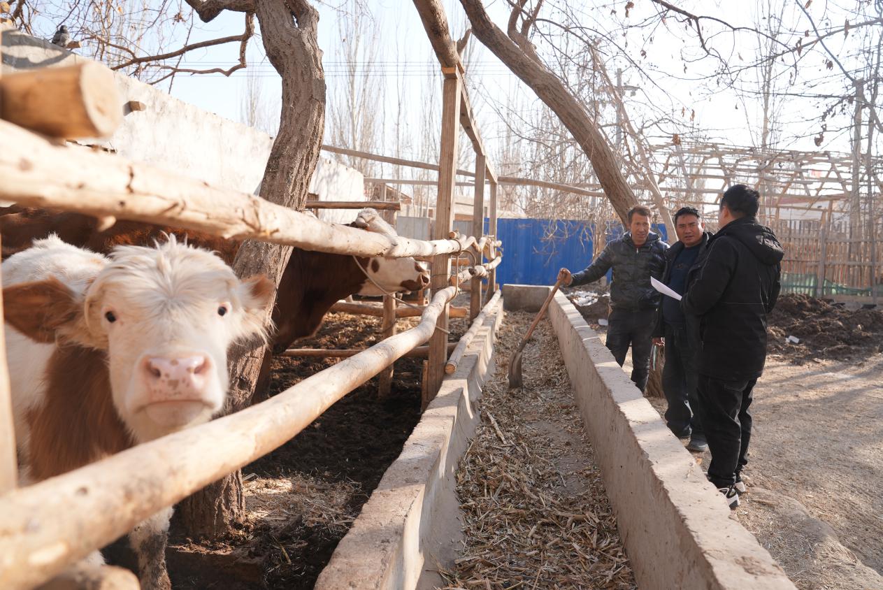 如则麦麦提&middot;麦麦提敏在家喂牛