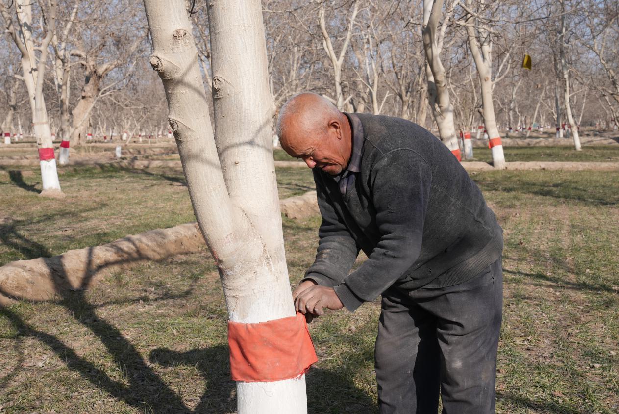 农民给核桃树涂白防治病虫害
