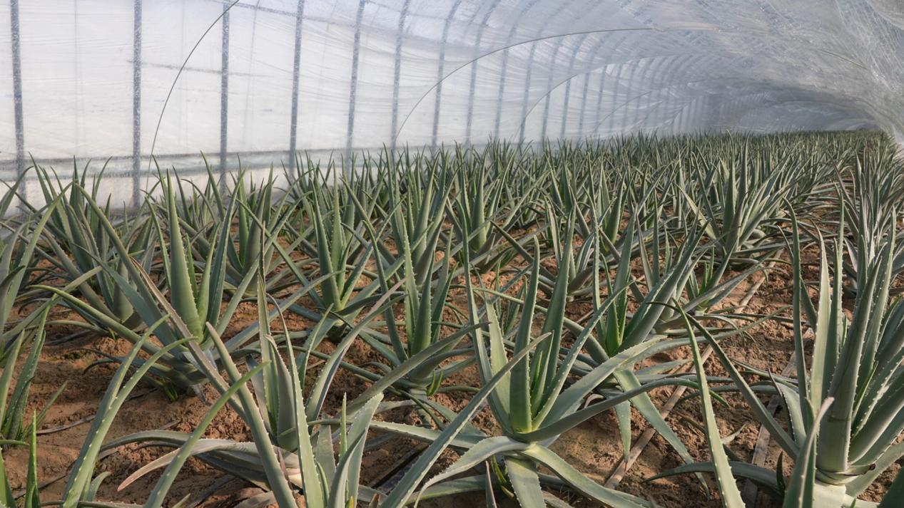 大棚内芦荟长势良好