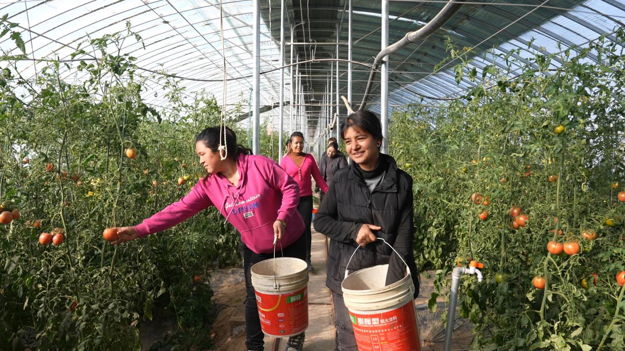 工人们正在采摘西红柿
