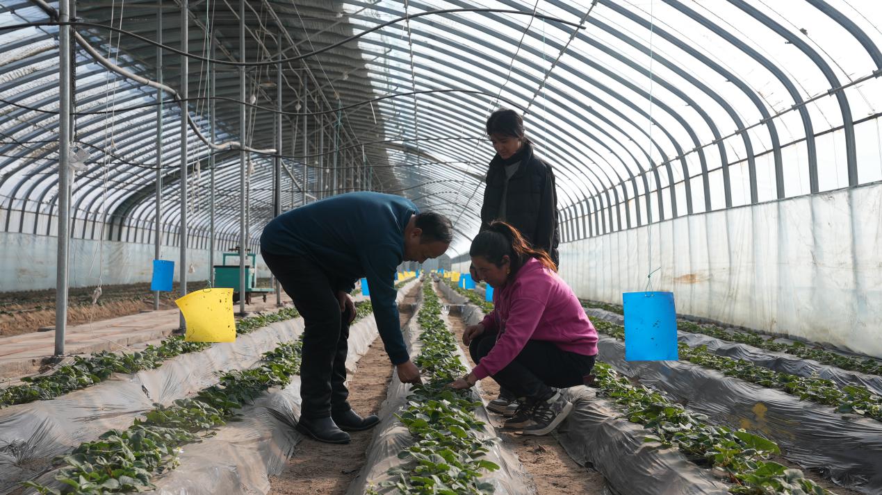 技术员教工人草莓种植技术