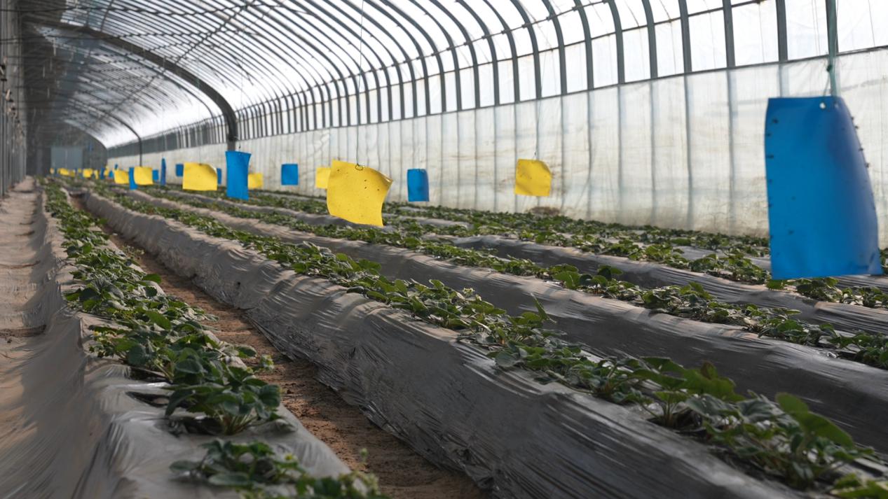 冬季的大棚内绿意盎然