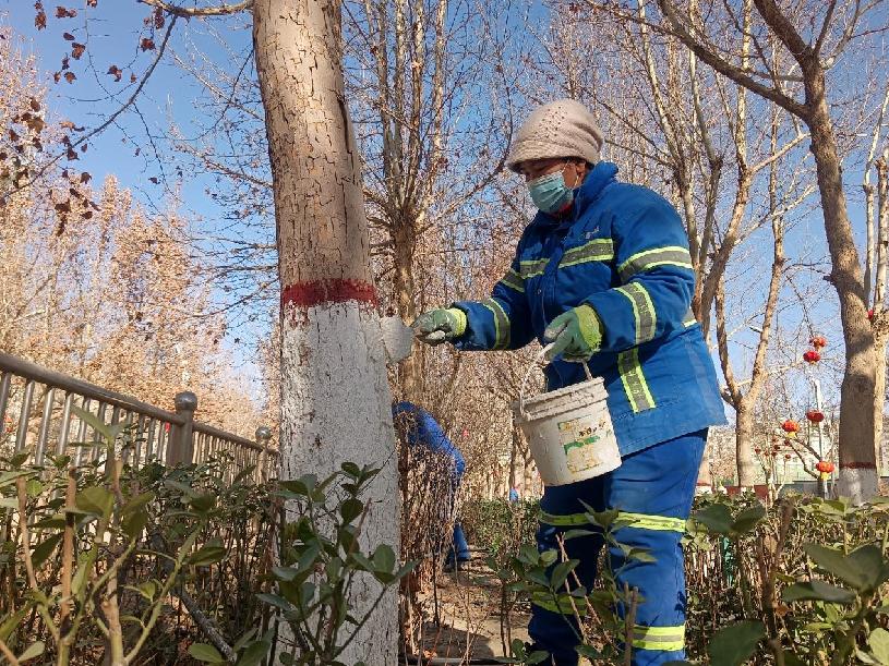 环卫工人给沿街树木进行刷白工作