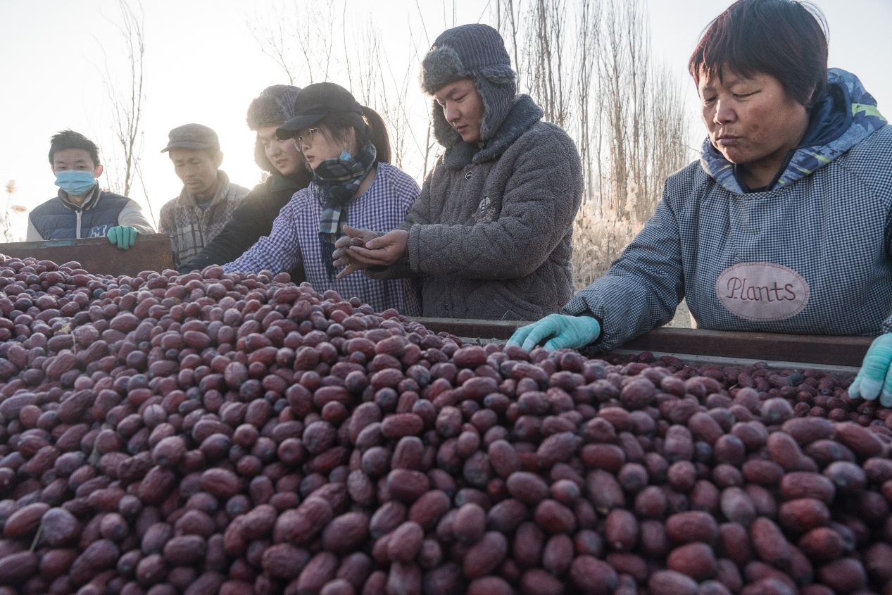 赵闫（左四）和社员们一起查看红枣品质 本人提供
