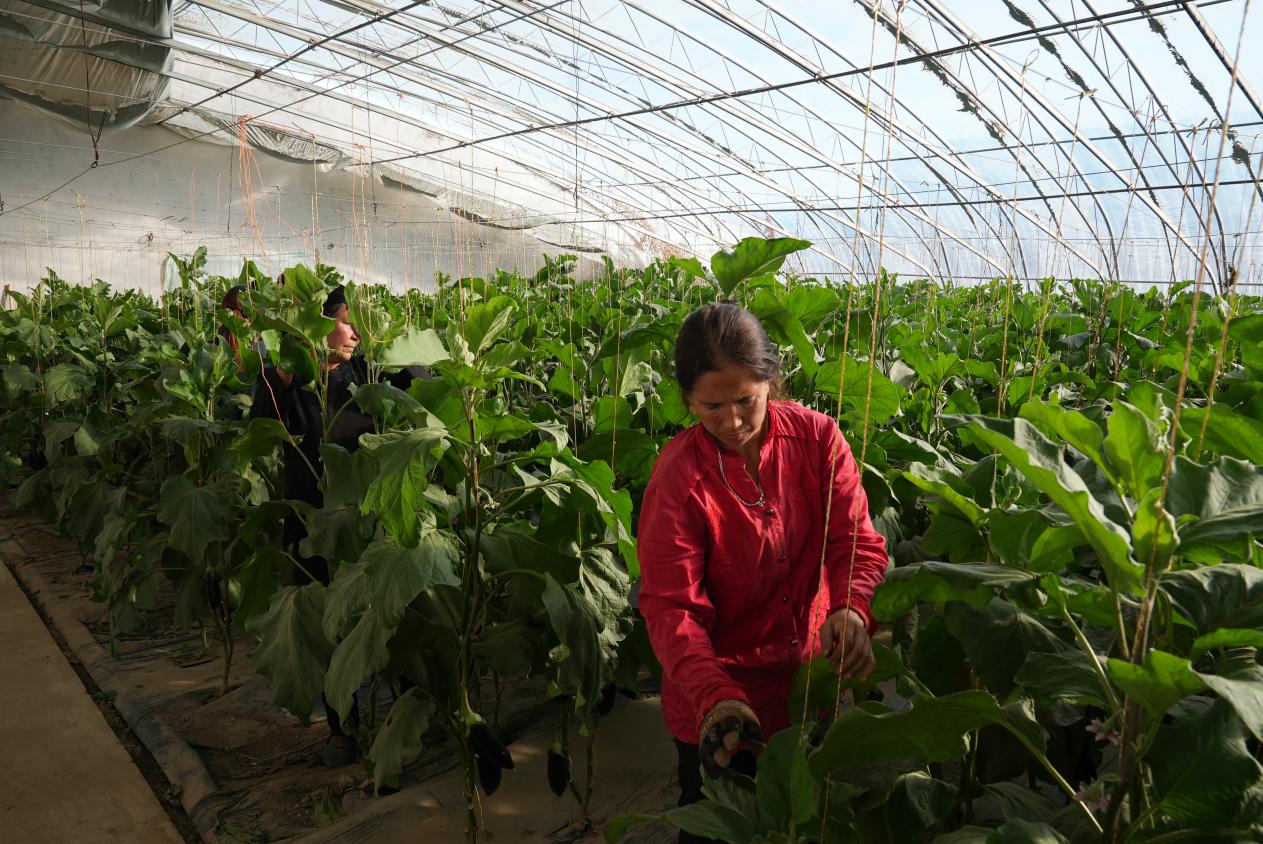 村民忙着采摘茄子