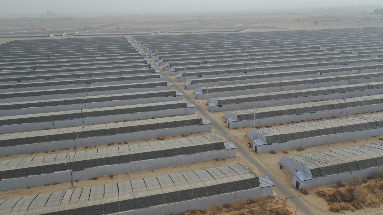 现代农业产业园聚龙农业科技有限公司的蔬菜温室大棚