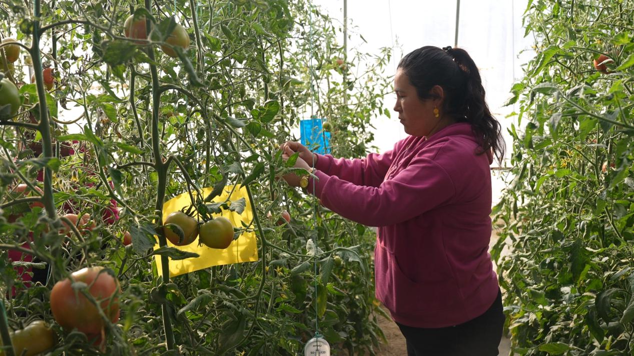 布麦热木·麦麦提阿里木打理西红柿