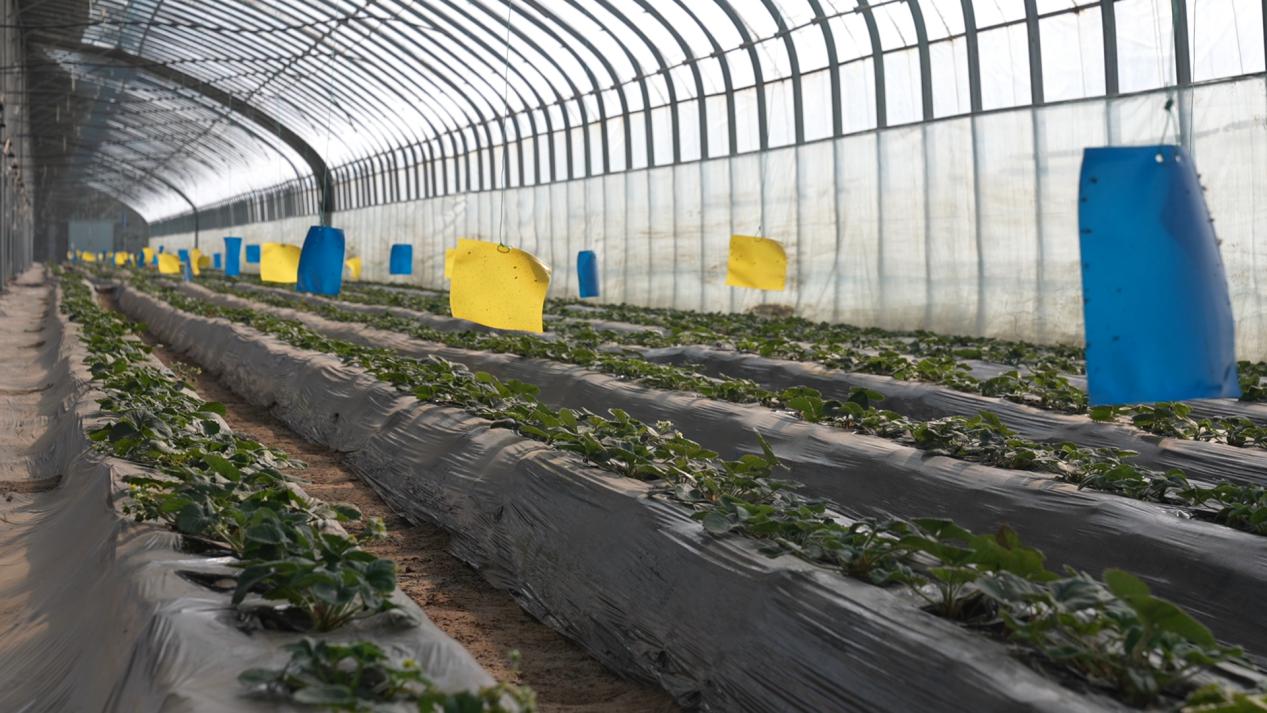 温室大棚种植的草莓进入开花期