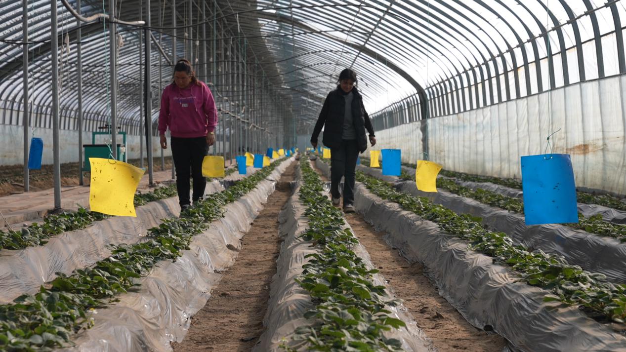 布麦热木·麦麦提阿里木给新员工介绍大棚种植情况