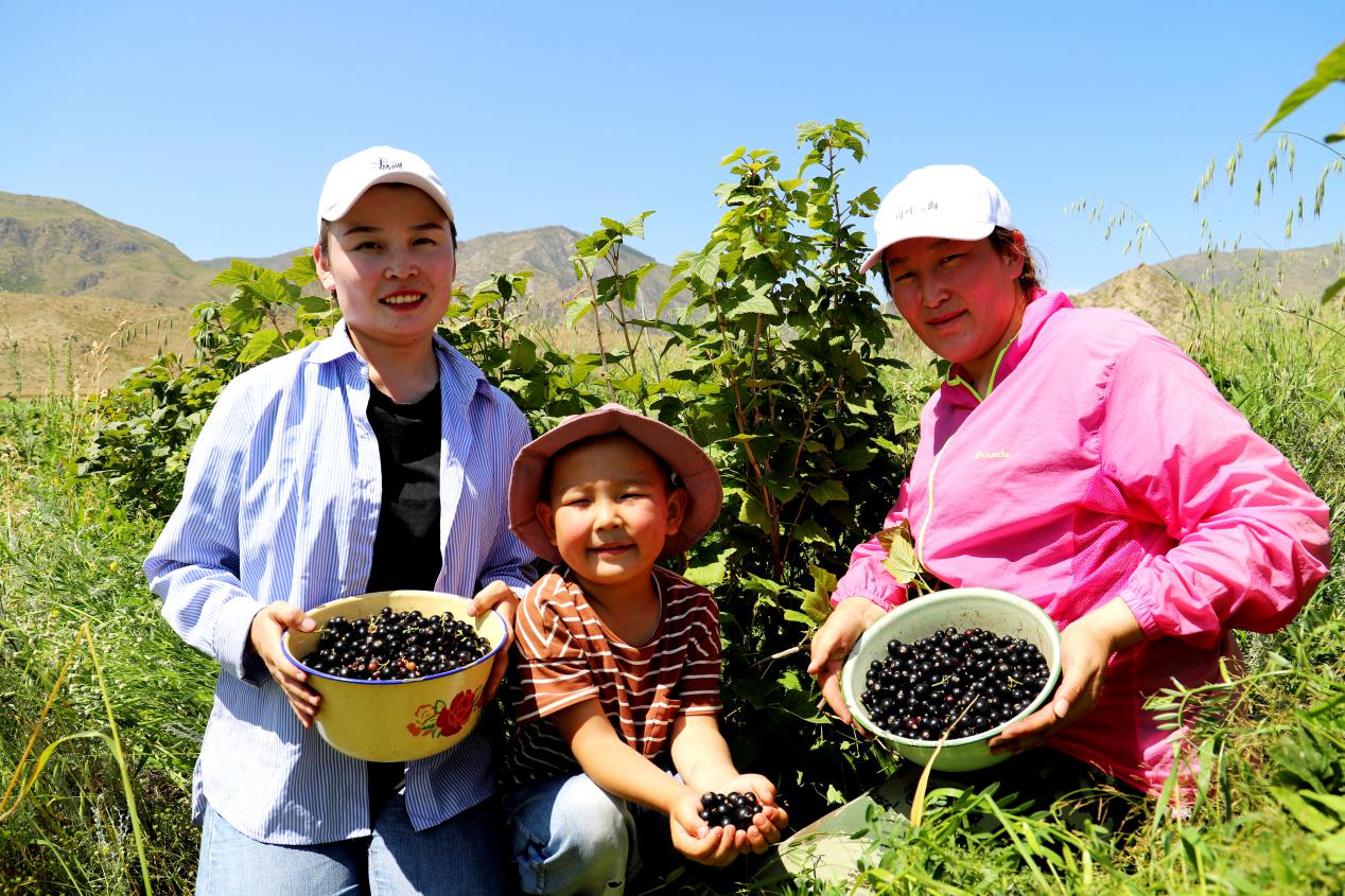 富蕴县黑加仑丰收（努尔拉西&middot;斯拉什拍摄18997515020）