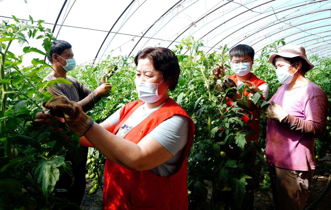 富蕴县人民政府办公室驻喀拉通克镇克孜勒库都克村访惠聚工作队队员帮助村民进行蔬菜田间管理