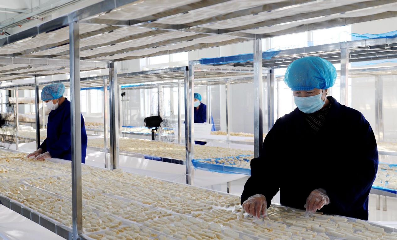 产业兴旺点燃&ldquo;振兴引擎&rdquo;&mdash;&mdash;奶源奶牛养殖合作社&ldquo;思路姑娘&rdquo;品牌打响