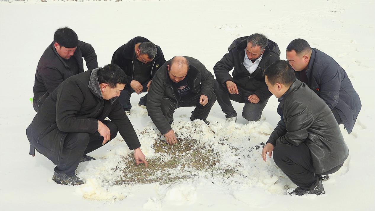 墨玉县农业技术推广中心的专家和技术人员与英尧勒村“两委”干部一同查看小麦的长势