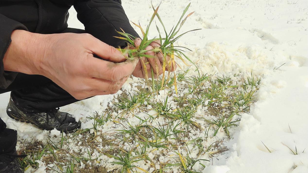墨玉县农业技术推广中心的专家仔细查看小麦的长势