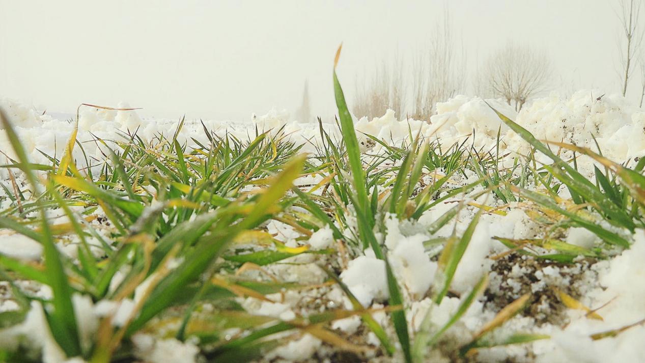 目前墨玉县的小麦长势良好