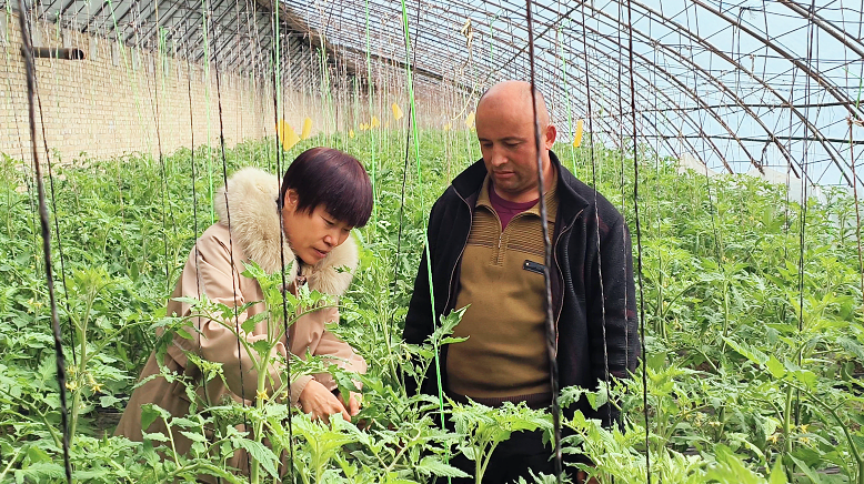 技术人员实地查看大棚蔬菜生长情况