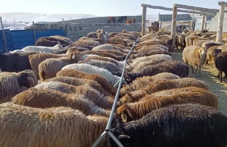 冬羔生产正当时 龙年致富&ldquo;喜羊羊&rdquo;1