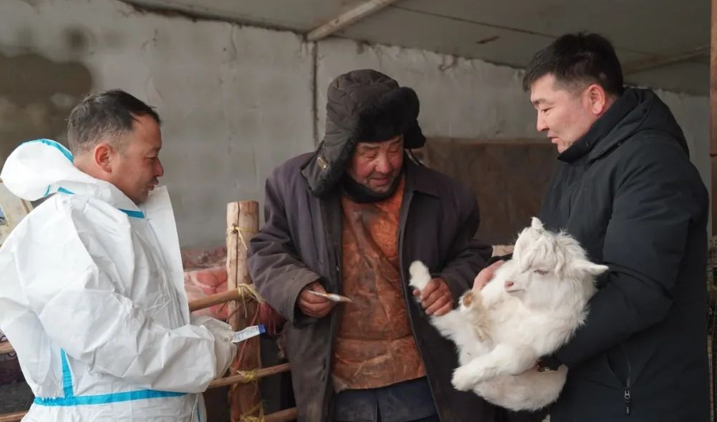 冬羔生产正当时 龙年致富&ldquo;喜羊羊&rdquo;2