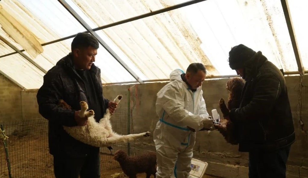 冬羔生产正当时 龙年致富&ldquo;喜羊羊&rdquo;3