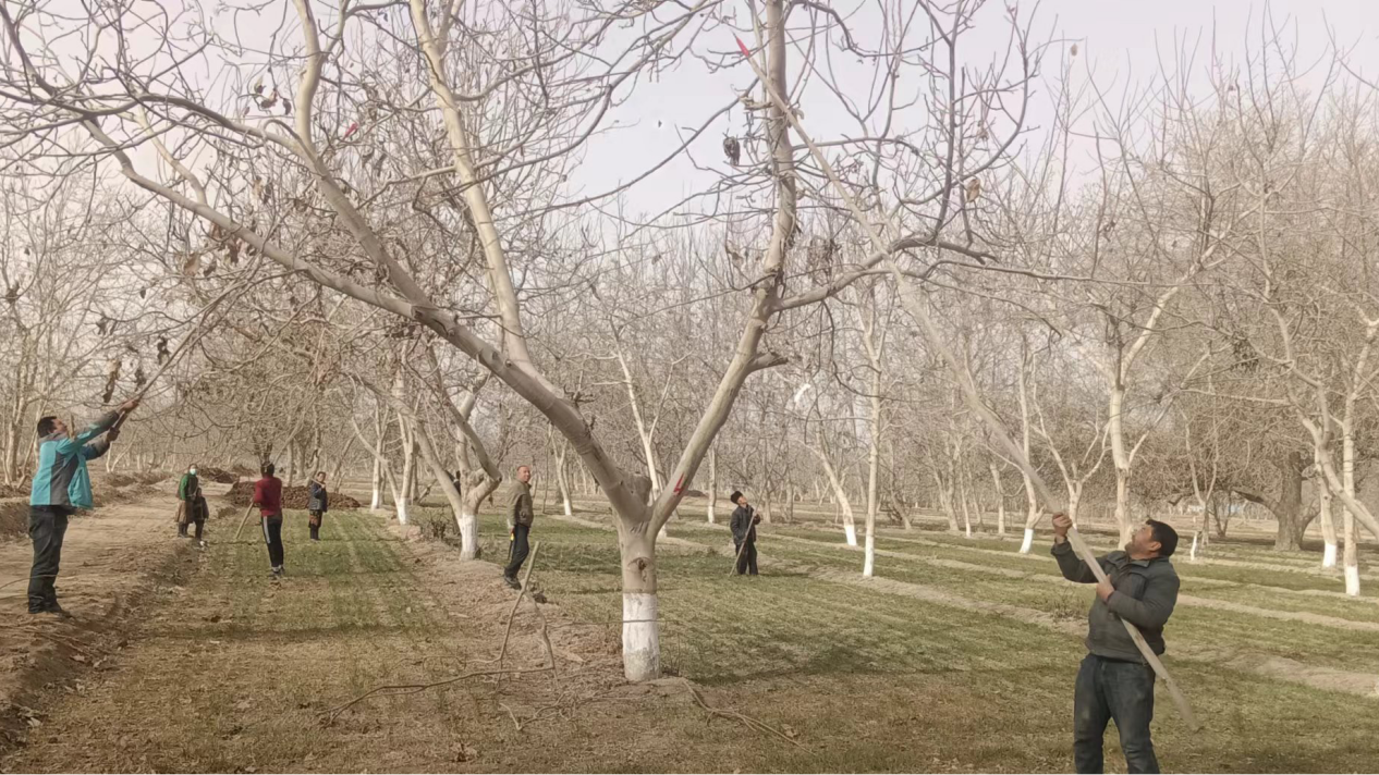 群众在田间进行核桃树修剪