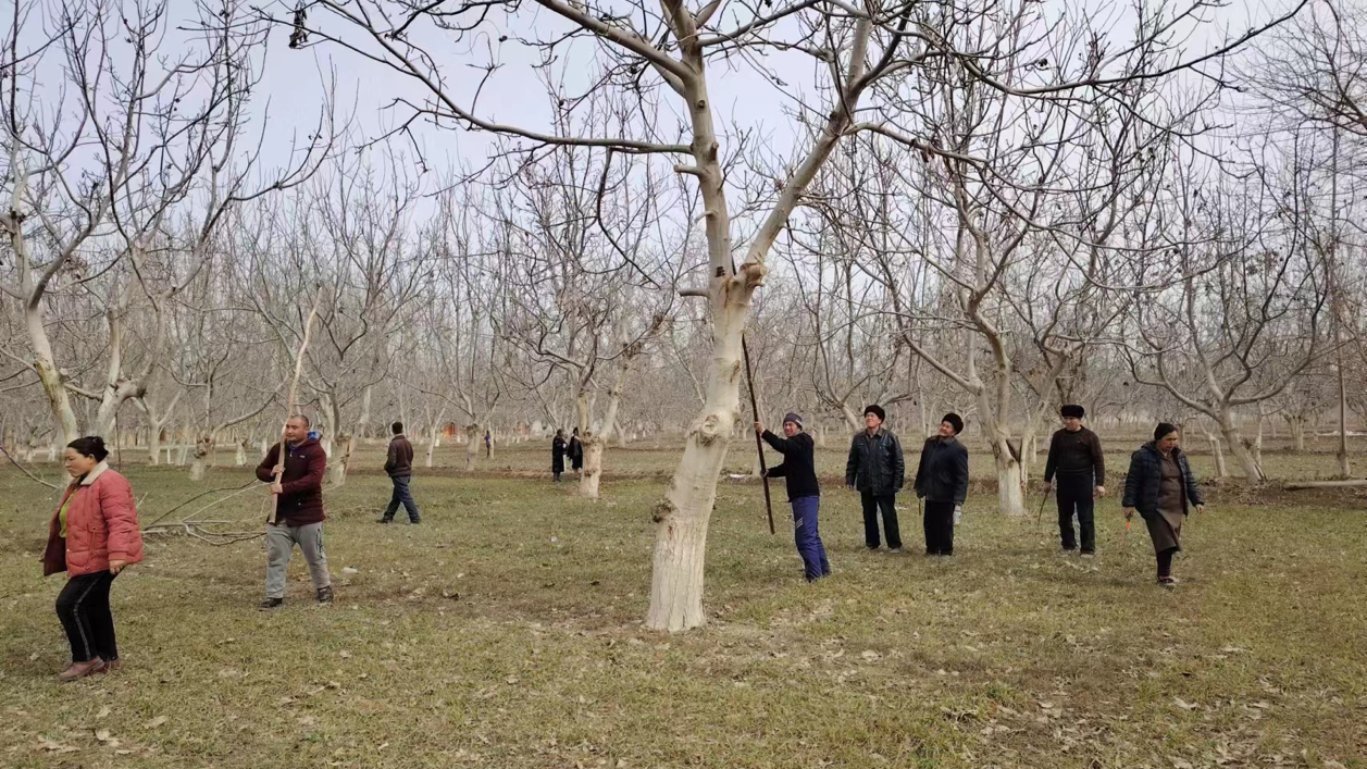 群众在技术员的指导下进行果树修剪