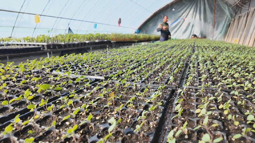大棚菜苗长势喜人