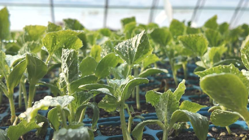 大棚菜苗长势喜人 (1)