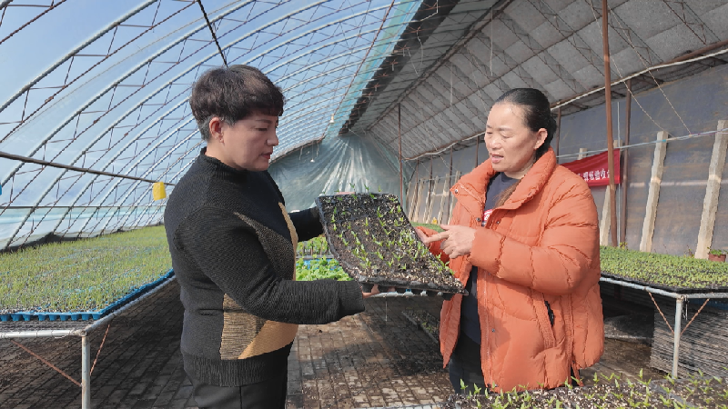 大棚菜苗长势喜人 (5)