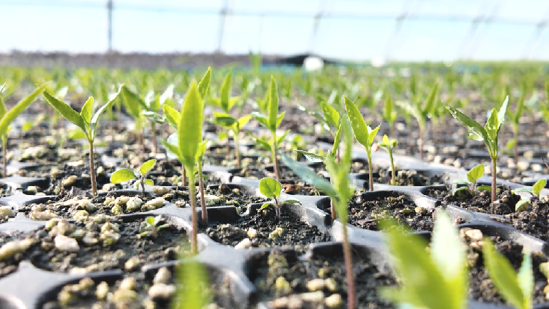 大棚菜苗长势喜人 (2)