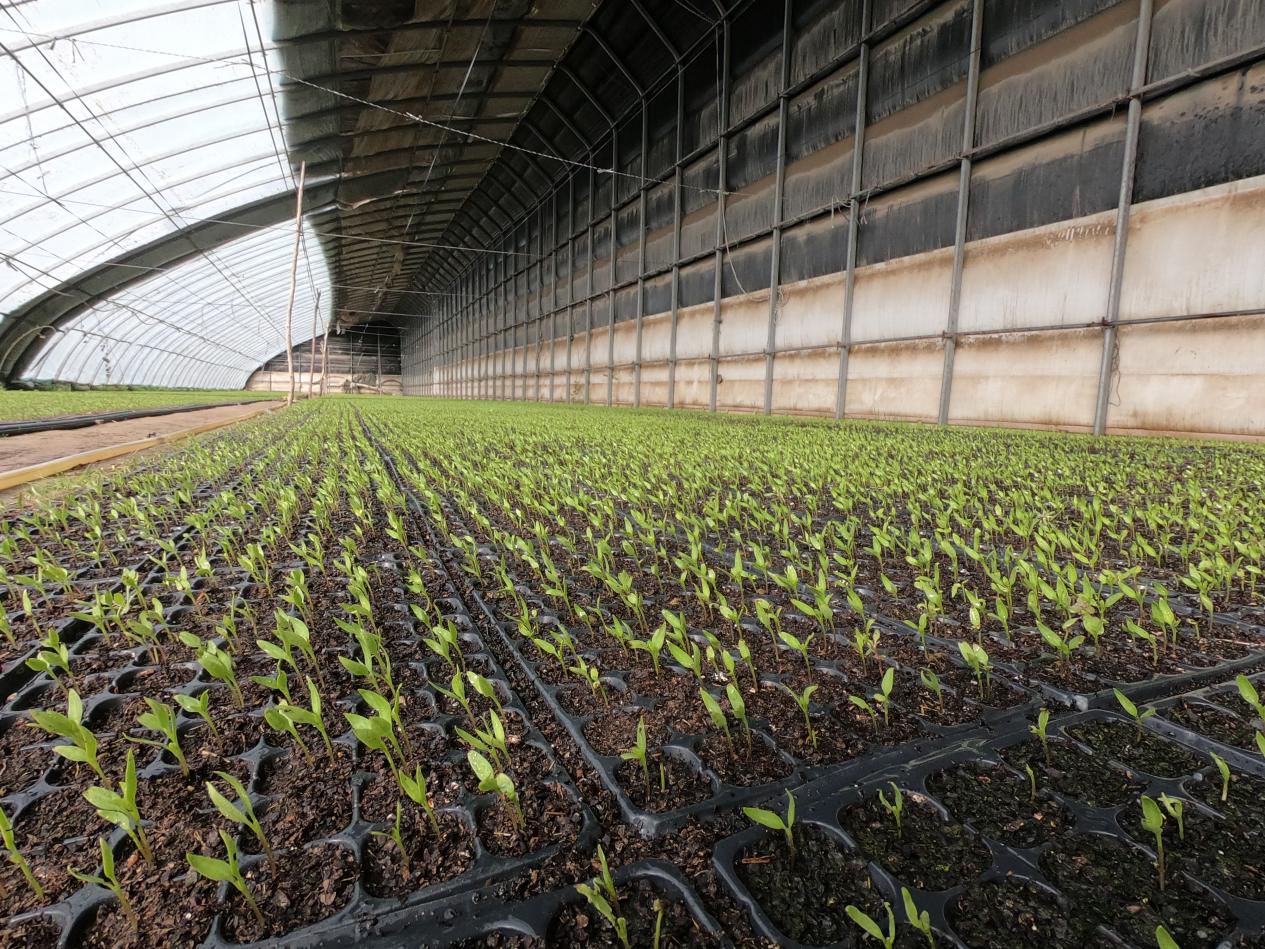 墨玉县阔依其乡的温室大棚内菜苗长势良好