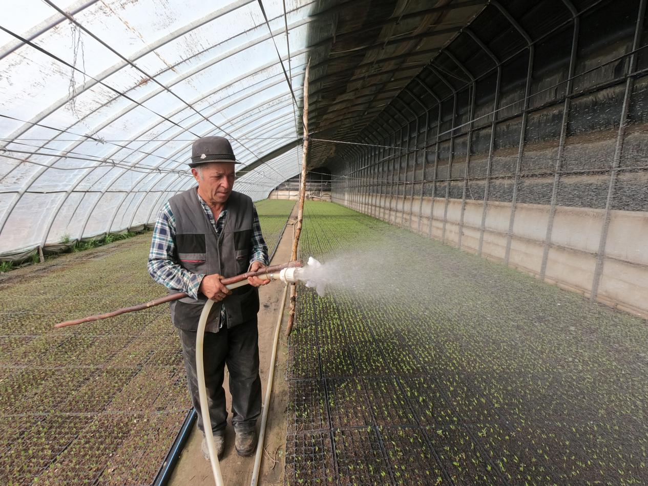 艾合买提&middot;加帕尔给蔬菜苗浇水