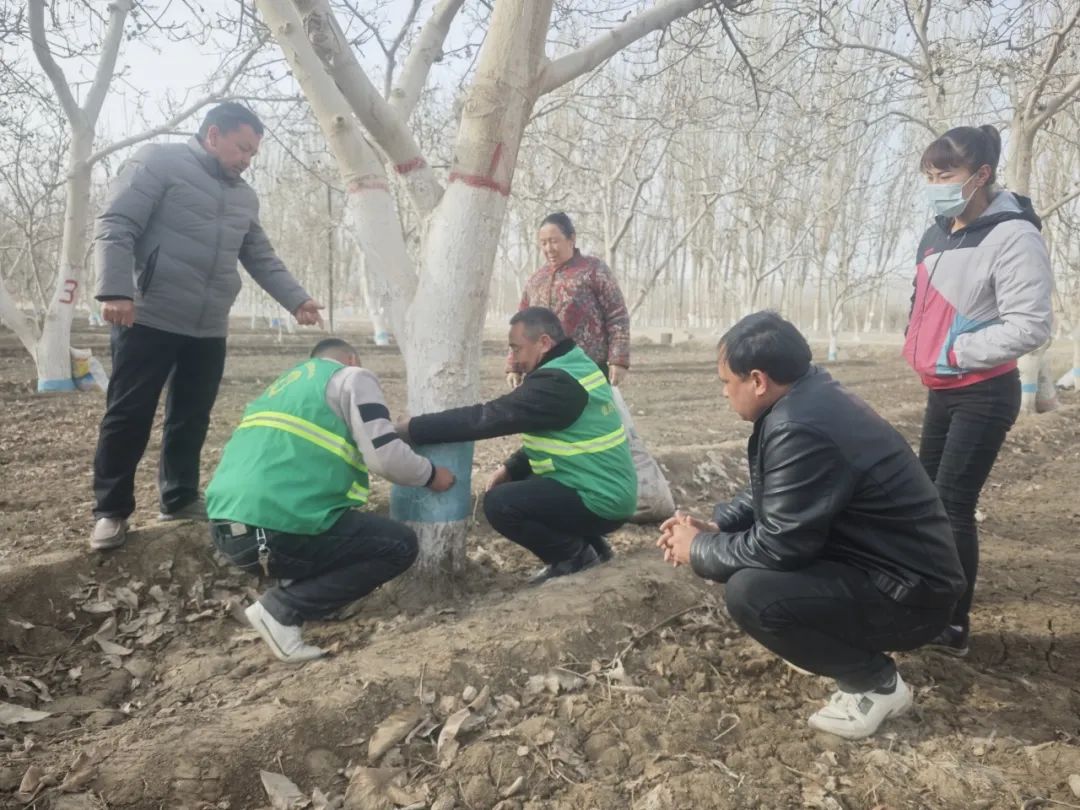 种植户在核桃树上捆绑塑料布防病虫害