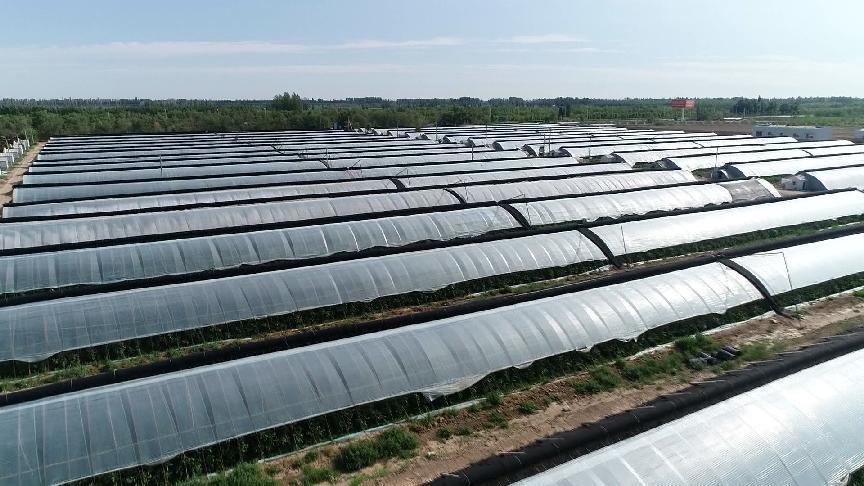 新疆绿丰农业产业科技有限公司大棚（资料图）