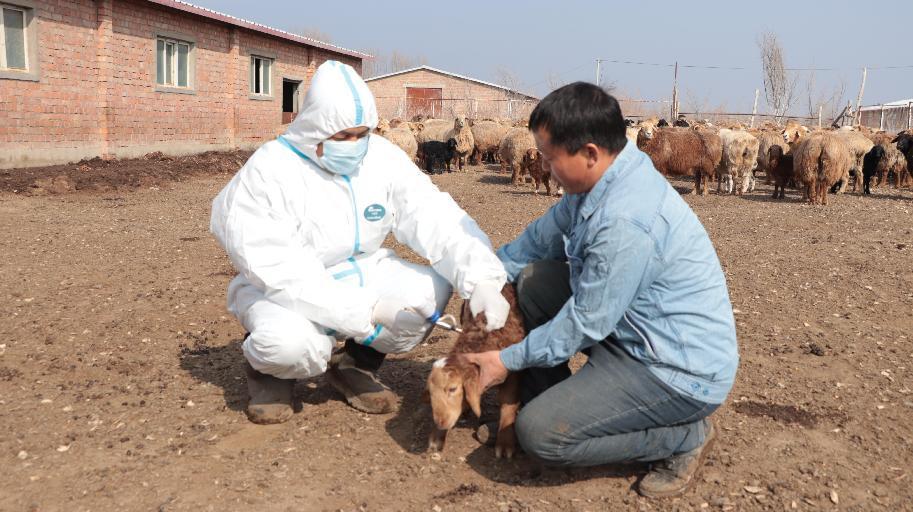 牲畜防疫1