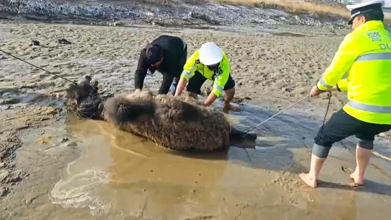 民警正在救援深陷泥潭的骆驼