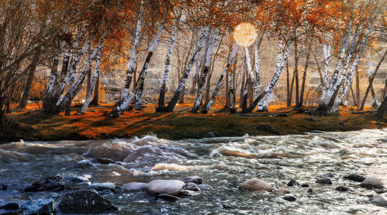 可可托海白桦林3(富蕴县委宣传部供图)