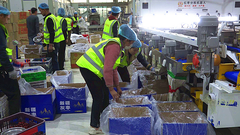 新疆果业集团有限公司墨玉工厂员工们在忙碌地装红枣