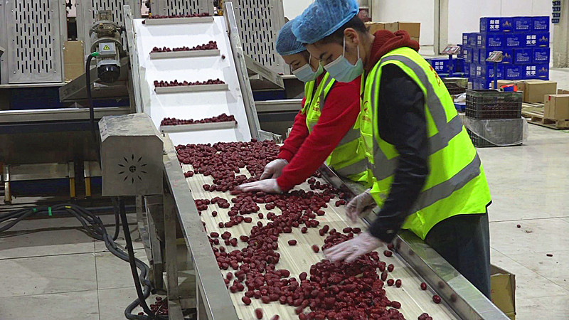 员工们在红枣加工生产线忙碌工作