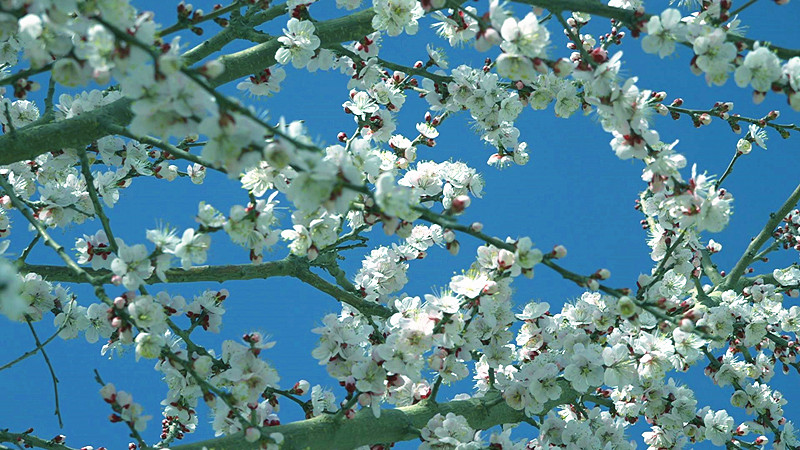 杏花竞相绽放,宛如大自然的调色板。