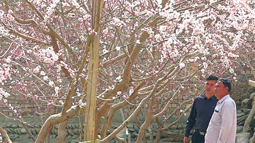 麦麦提图尔迪&middot;托合提麦麦提和儿子麦麦提阿卜杜拉&middot;麦麦提图尔迪欣赏着美丽的春景。