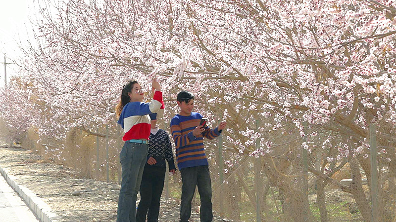 企业员工在花海间穿梭，呼吸着清新的空气，陶醉在春天的怀抱。