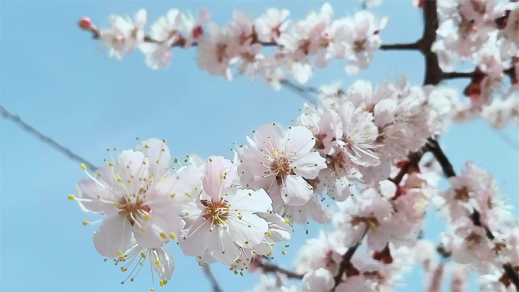 杏花&hellip;&hellip;这些看似平凡的花朵，在春天的阳光下，却绽放出别样的光彩。