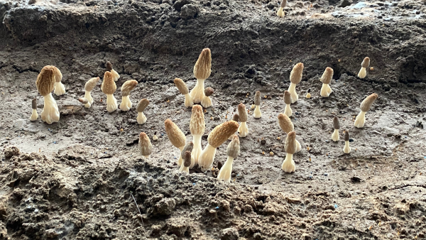 W020240330692987550541_600