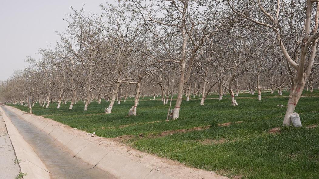 新修建的防渗渠