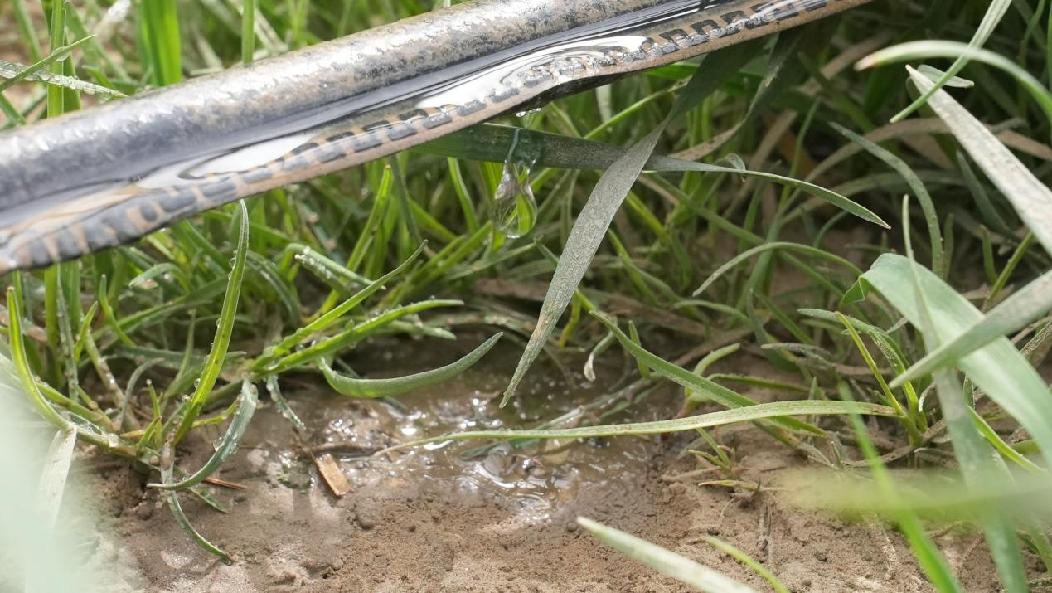 滴灌管子正在为作物源源不断地输送着水分和养分