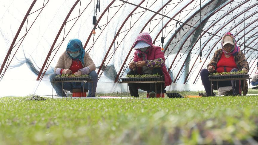 大棚番茄定植 (1)