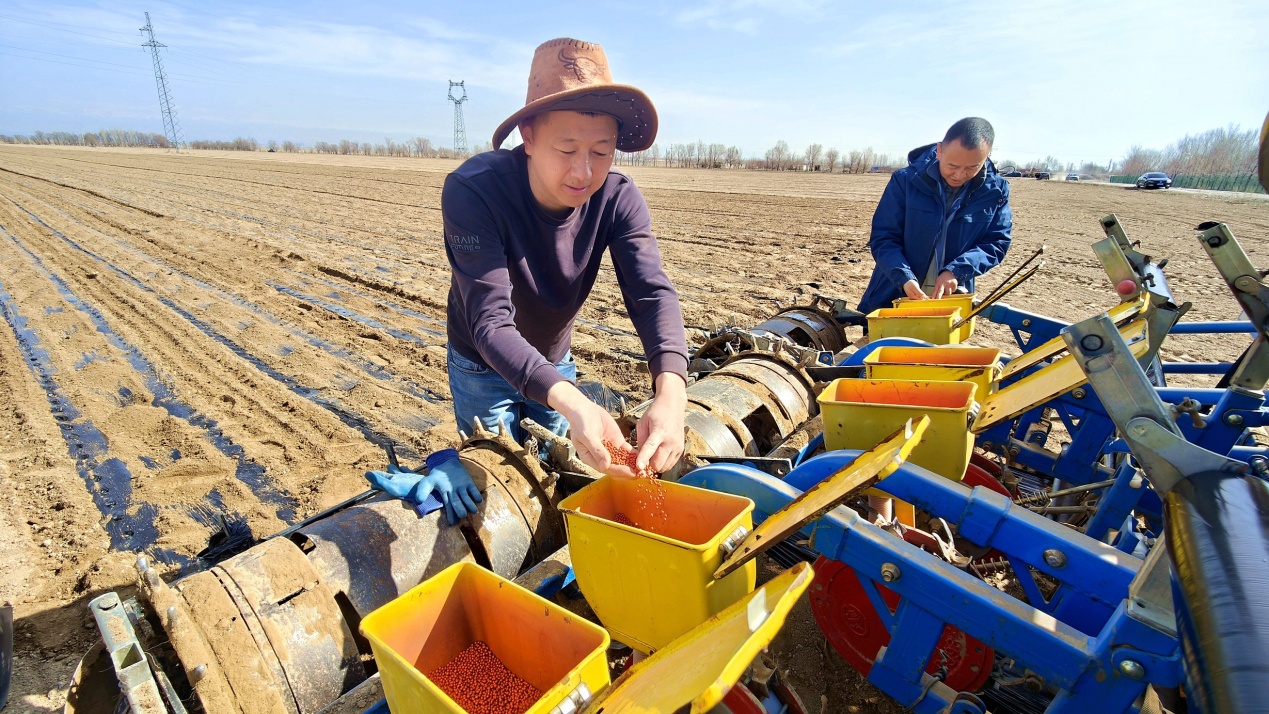 C:\Users\Administrator\Desktop\2024年4月6日，新疆察布查尔：春耕正当时 地头农机忙图片。华岩明摄（13999388301）\2024年4月6日，新疆察布查尔：春耕正当时 地头农机忙图片。华岩明摄（13999388301）\4月6日，在察布查尔镇乌宗布拉克农村社区春耕地里，糖厂监管人员与农民一起查看种子下播质量。华岩明摄183fe3c701c185f3ab31f2a45eea671.jpg