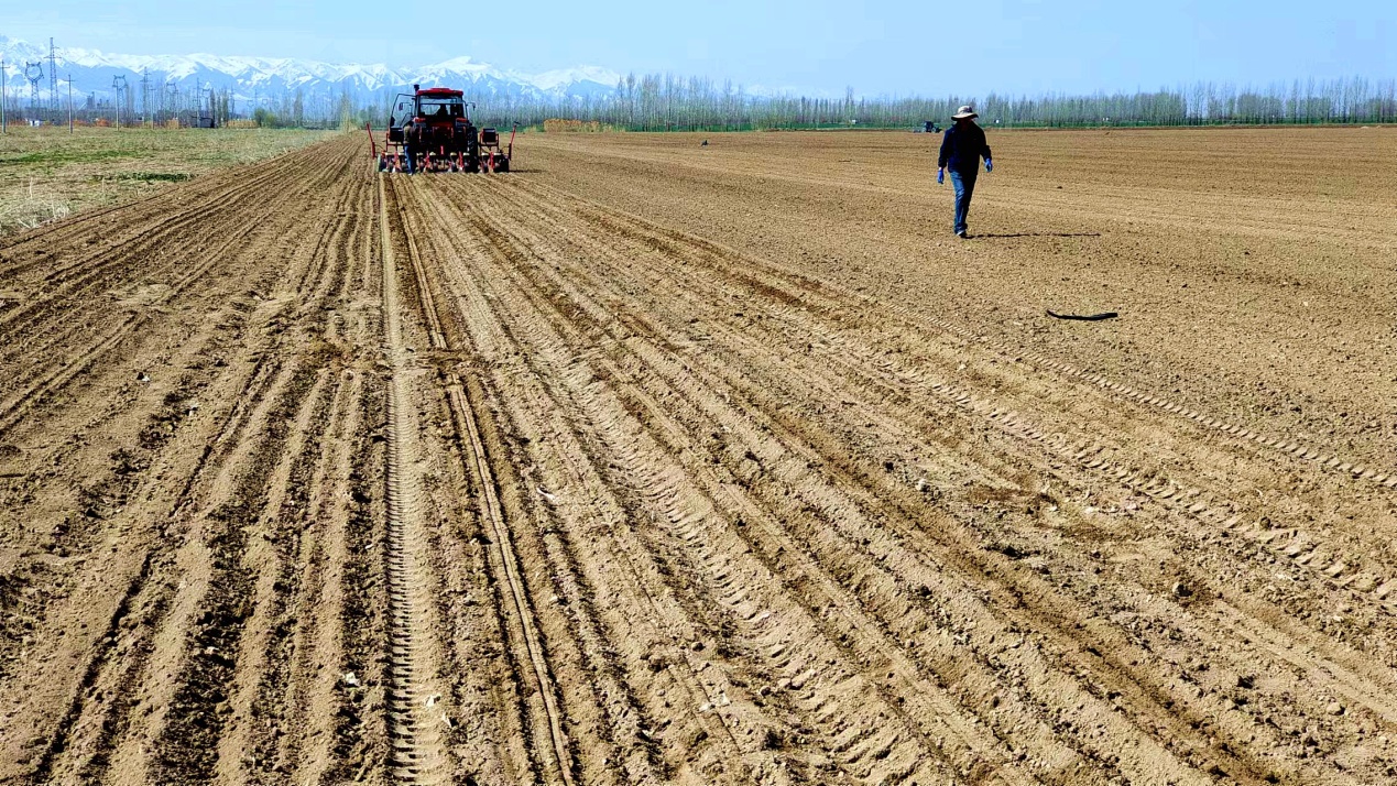 C:\Users\Administrator\Desktop\2024年4月6日，新疆察布查尔：春耕正当时 地头农机忙图片。华岩明摄（13999388301）\2024年4月6日，新疆察布查尔：春耕正当时 地头农机忙图片。华岩明摄（13999388301）\4月6日，在察布查尔镇乌宗布拉克农村社区春耕春播地里，两台拖拉机拖着玉米播种机来回穿梭，均匀播种。华岩明摄cb6c242076833cf07ac1b59fc07a951 (2).jpg